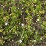 Spergularia rupicola Flower