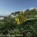 Gagea reverchonii Habit
