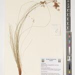 Bulbostylis congolensis Other
