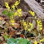 Epimedium pinnatum Habit