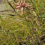 Aloe myriacantha عادت