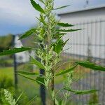 Chenopodium ficifoliumFlower