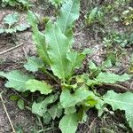 Rumex patientia叶