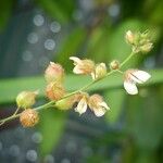 Christia obcordata Flower