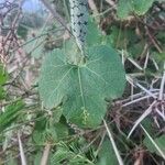 Kedrostis leloja Leaf