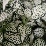 Fittonia albivenis Лист