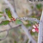 Prunus microcarpa Kabuk