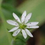 Myosoton aquaticum Flower