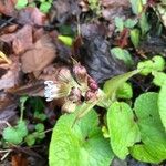 Petasites pyrenaicus Blomst