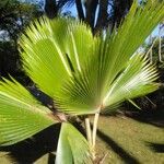 Pritchardia pacifica Leaf