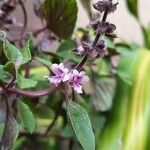 Ocimum carnosum Floare