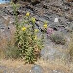 Carthamus arborescens Hábito