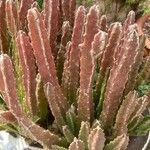 Stapelia grandiflora Leaf