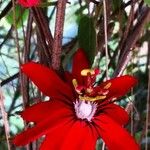 Passiflora miniata Blüte
