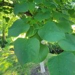 Cercis canadensisBlatt