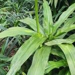 Crinum moorei Leaf