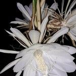 Epiphyllum oxypetalum പുഷ്പം