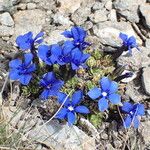 Gentiana terglouensis Hábitos