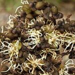 Julbernardia paniculata Flor