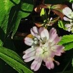 Trifolium resupinatum Blüte