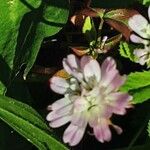 Trifolium resupinatum Квітка