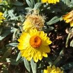 Xerochrysum bracteatumफूल