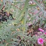 Symphyotrichum novae-angliae Blad