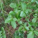 Vaccinium pallidum Hoja