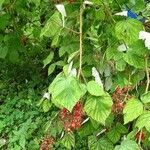 Rubus phoenicolasius Feuille