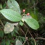Psychotria psychotriifolia Плід