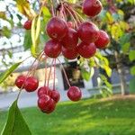 Malus hupehensis Плід