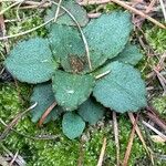 Micranthes virginiensis Leaf