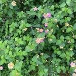 Lantana aculeata Flors