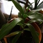 Dracaena braunii Fuelha