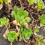 Aeonium glutinosum Blatt