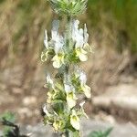 Sideritis hyssopifolia Flor