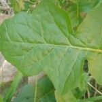 Youngia japonica Leaf