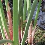 Cyperus papyrus Corteccia