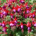 Fuchsia magellanica Kvet
