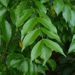 Bursera simaruba Leaf