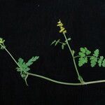 Corydalis cornuta 整株植物