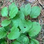 Pyrola elliptica Лист