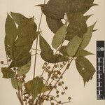 Toxicodendron succedaneum Other