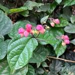 Clerodendrum umbellatum Flower