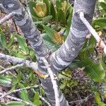 Eucryphia cordifolia Corteccia