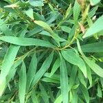 Hakea salicifolia Blatt