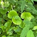 Hydrocotyle ranunculoides Leaf