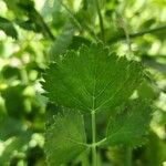 Pimpinella anisum Feuille