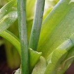 Ornithogalum thyrsoides Bark