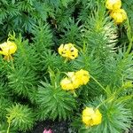 Lilium pyrenaicum Hàbitat